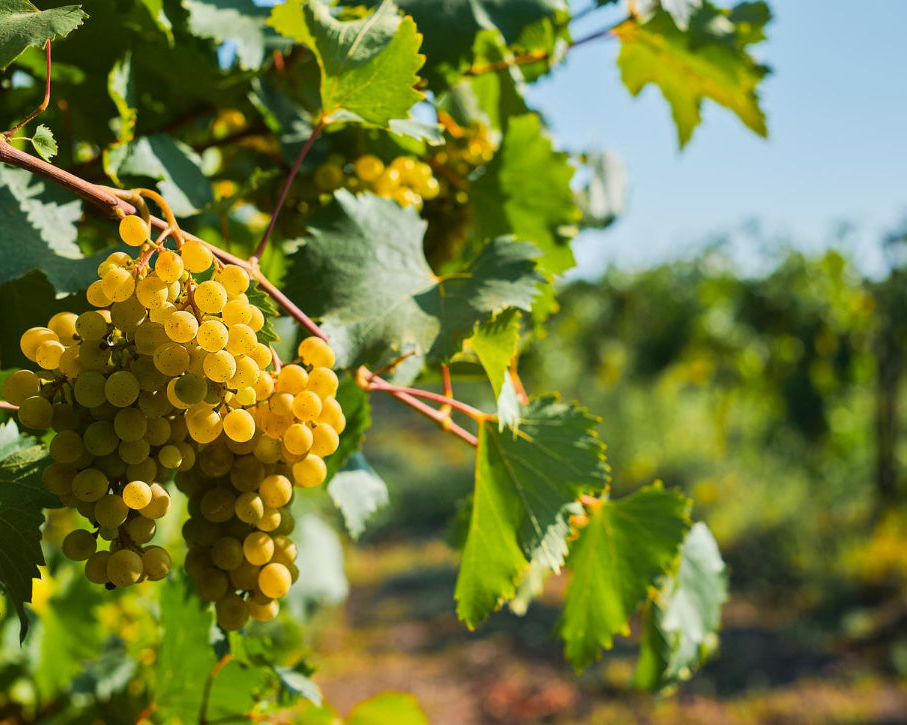 WEINATOLIEN – WINES, BEERS AND SPIRITS GmbH