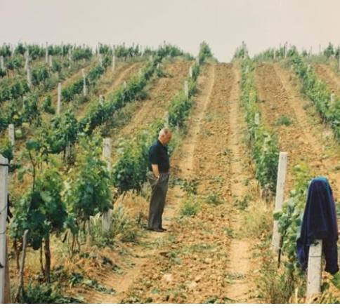 In den Sarafin Weinbergen – Aziz
