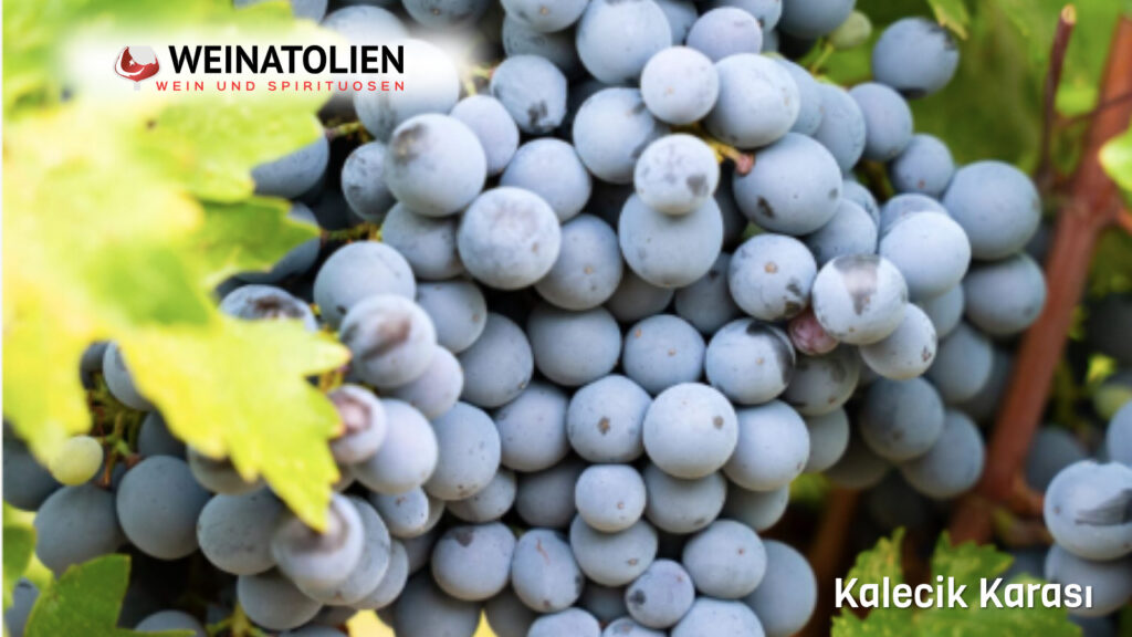 Vinkara Kalecik Karası