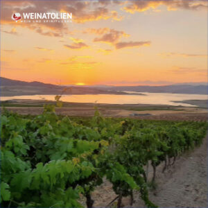 Kavaklıdere Aydıncık Öküzgözü Bağları Elazığ