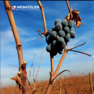 Doluca Güney Platosu Öküzgözü