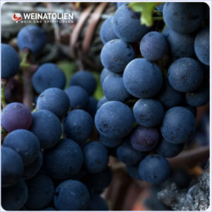 Kayra Bağları Elazığ Öküzgözü